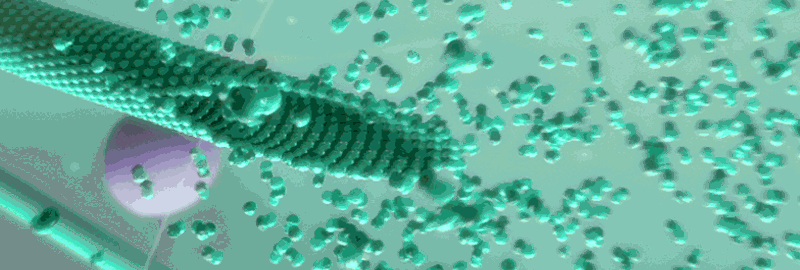 רשת המספקת גם שלד מבני וגם תשתית להעברת חומרים בתוך התא. שלד התא | הדמיה: Science Photo Library