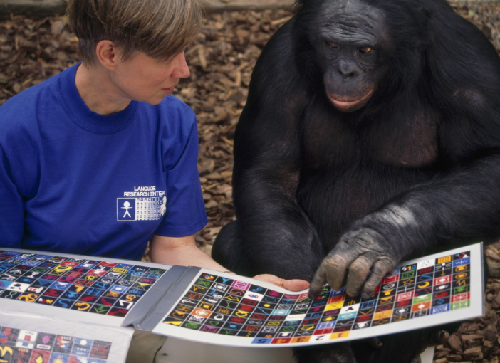 כמה גנים מעורבים ברכישת שפה? קוף בונובו לומד לתקשר עם מטפלת | צילום: Science Photo Library