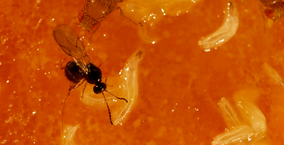 איך אומרים "סכנה!" בדיאלקט שלך? צִרעת לפטופילינה מטילה ביצים ברימות של זבובי דרוזופילה | צילום: Markus Knaden, Plos Biology