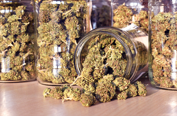 לא רק שלא מפחית את הכעב לאורך זמן, אלא אף מחריף אותו. קנביס לעישון | צילום: Shutterstock