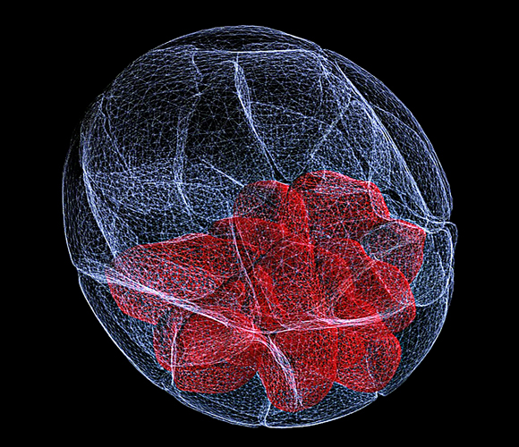 עובר עכבר בשלבים ראשוניים | Science Photo Library