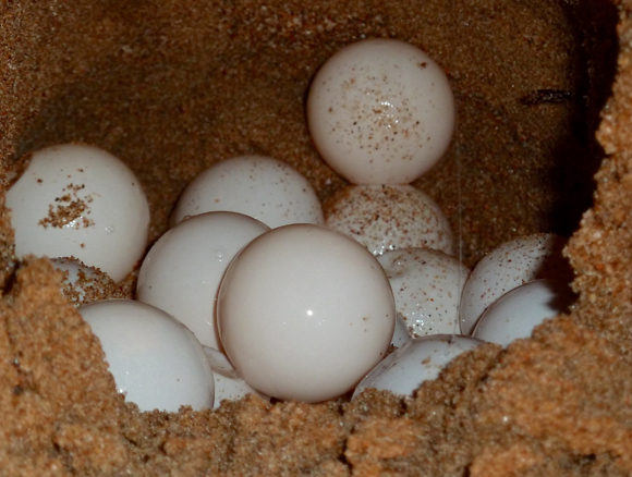 הנקבות מחפשות חוף בעל חתימה גיאומגנטית דומה לחוף המוצא שלהן. ביצים של צב ים | צילום: Shutterstock