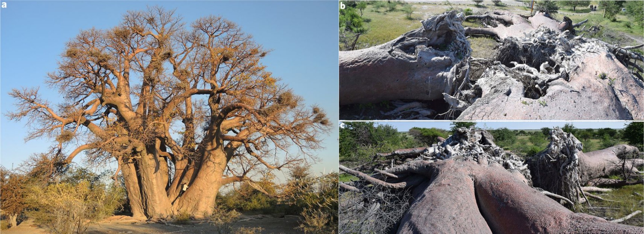 אחד מעצי הבאובב כפי שצולם ביוני 2015 (משמאל) ולאחר קריסתו בינואר 2016 | צילום מתוך מאמר המחקר
