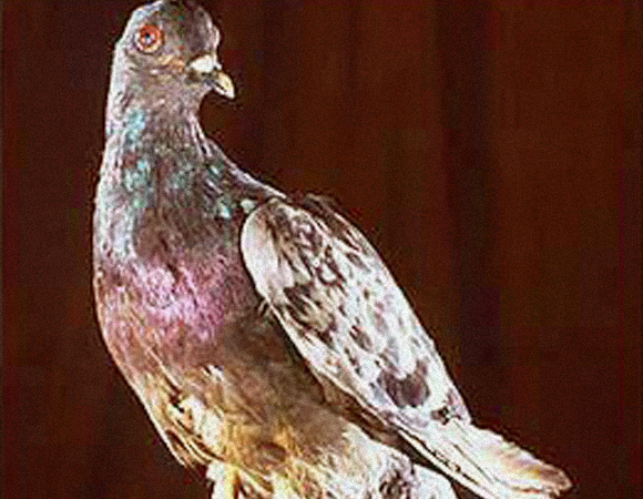 נפצעה קשה כשהצילה את חיי החיילים. פוחלץ של היונה שר אמי במוזיאון סמית'סוניאן | צילום: ויקיפדיה, נחלת הכלל