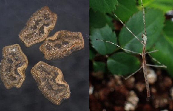 נשמר בבטן. ביצי המקלון שנאספו מלשלשת הבולבול (משמאל) ואחד המקלונים שבקעו (מימין) | צילום: Kobe University