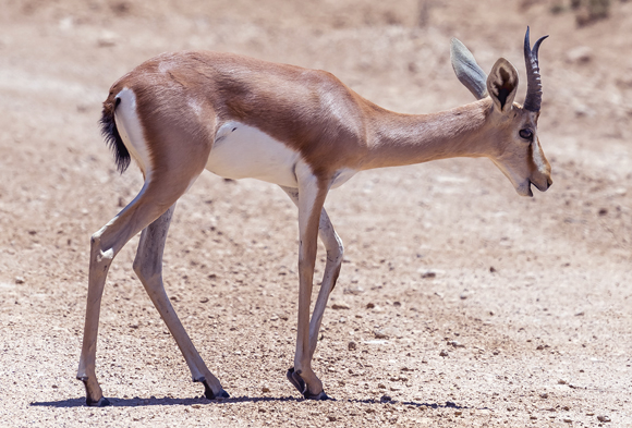 צבי ארץ-ישראלי | Shutterstock
