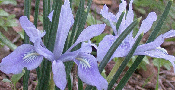 אירוס הסרגל Iris vartanii | ויקיפדיה, Gideon Pisanty