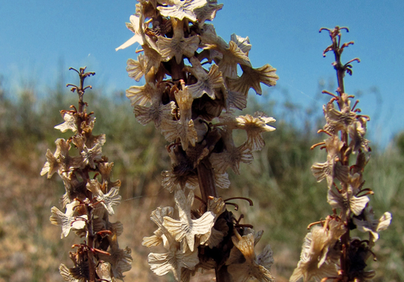חומעת האווירון | ויקיפדיה, ראובן קרפ