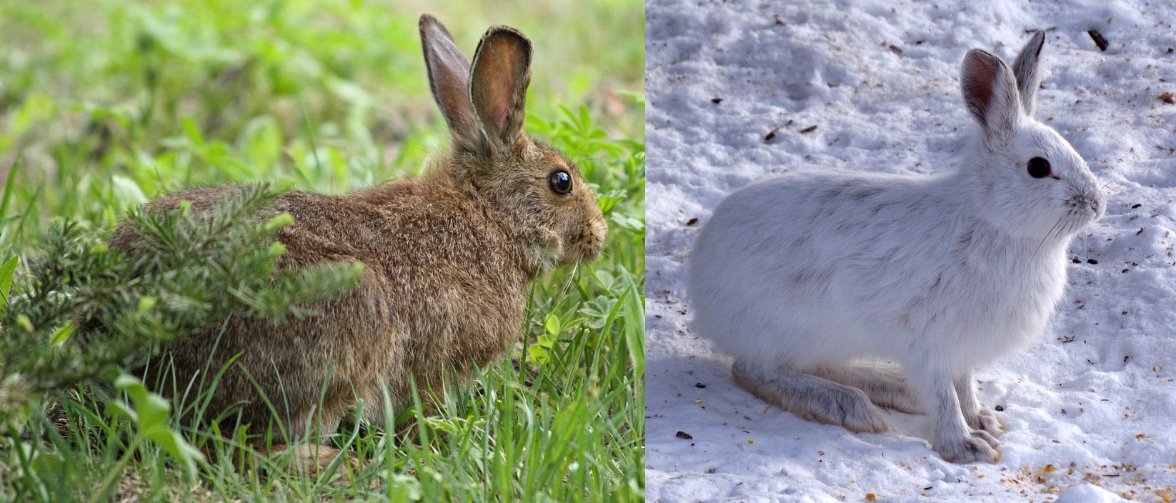פרווה לבנה בחורף, חומה ודלילה בקיץ. ארנבת השלג מתאימה עצמה לסביבתה | צילומים: ויקיפדיה, Wsiegmund, D. Gordon E. Robertson