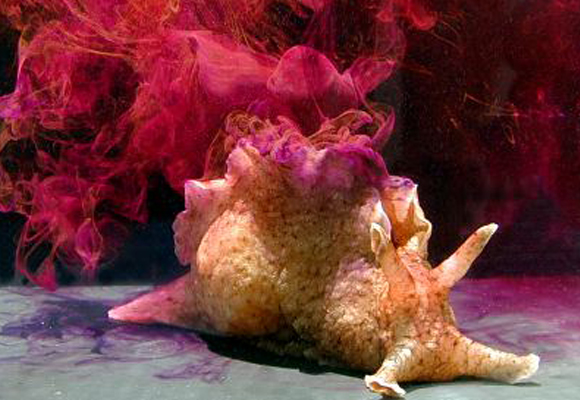 מתכווץ כשהוא מרגיש מותקף, ונוח לעבודה בגלל מערכת העצבים שלו. חילזון "ארנבת הים" | צילום: ויקיפדיה, Genny Anderson