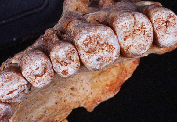 העצם והשיניים שהתגלו בכרמל שופכים אור חדש על תולדות האדם המודרני |צילום: פרופ' ישראל הרשקוביץ, אוניברסיטת תל אביב