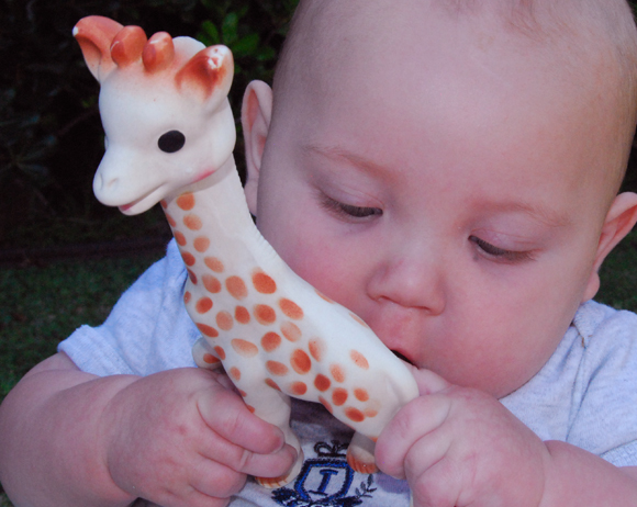 בשנה אחת נמכרו במספר גדול פי שמונה ממספר הג'ירפות בטבע. תינוק עם נשכן "סופי הג'ירפה" | צילום: ויקיפדיה, Aaron Fulkerson