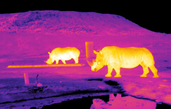 דימות תרמי של קרנפים בדרום אפריקה מאפשר לעקוב אחריהם ביעילות גם בלילה או בתוך הסבך | צילום: Endangered Wildlife Trust/LJMU