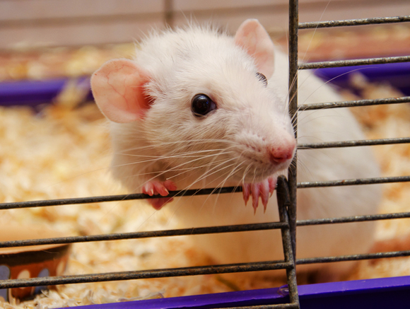 ככל שרמות האנזים במוח היו גבוהות יותר, כך השתפר התפקוד המוחי של העכבר | צילום אילוסטרציה: Shutterstock