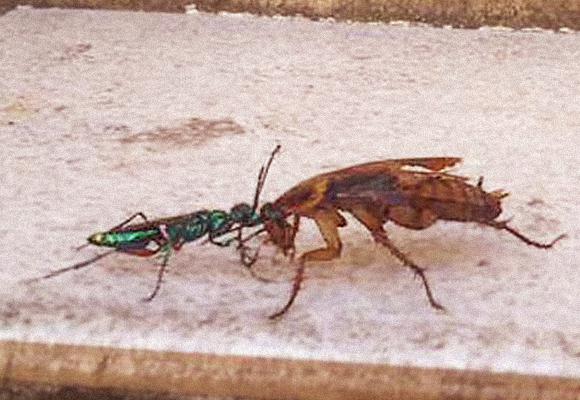 נותנת בראש. צרעת אמפולקס אוחזת בראשו של התיקן המשותק | צילום: ויקיפדיה, JMGM