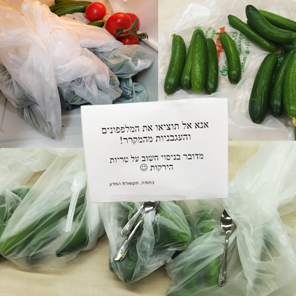 עונת המלפפונים במכון דוידסון. כך נראו קבוצות המלפפונים השונות בתחילת הניסוי | צילום: ד"ר יונת אשחר וד"ר נעם לויתן
