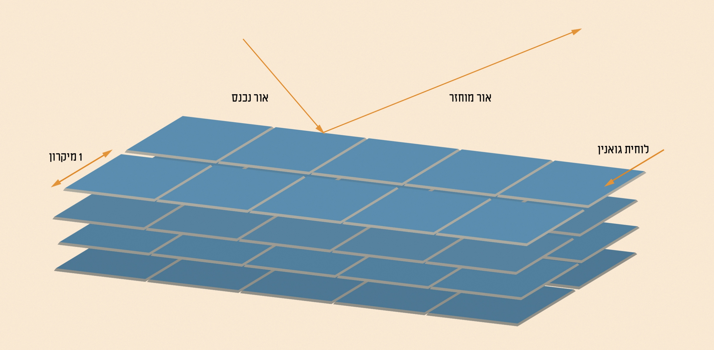שכבות הגואנין מסודרות כך שהן מחזירות בצורה מיטבית את האור הכחול | איור: גל וינר ומריה גורוחובסקי