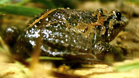 נחשב למין שנכחד מאז ייבוש ימת החולה בשנות ה-50, אבל התגלה שוב ב-2011. עגולשון שחור-גחון | מקור: ויקיפדיה, Mickey Samuni-Blank