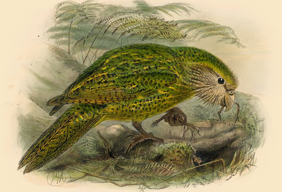 ניצל בזכות גנטיקה ובזכות הגנה יעילה מהטורפים. תוכי קקפו בספר על עופות ניו זילנד מ-1873 | מקור: ויקיפדיה, נחלת הכלל