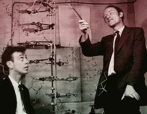 היה קשה להאמין שחומר שפוט כל כך נושא מידע מורכב כל כך. ווטסון וקריק עם דגם הסליל הכפול | צילום: Scienec photo Library