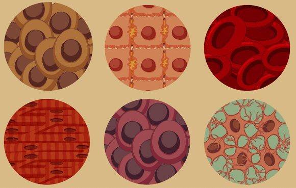 לכל התאים בגוף יש אותו DNA, אך הם שונים מאוד זה מזה במבנה ובתפקוד. מגוון תאים | איור: Shutterstock