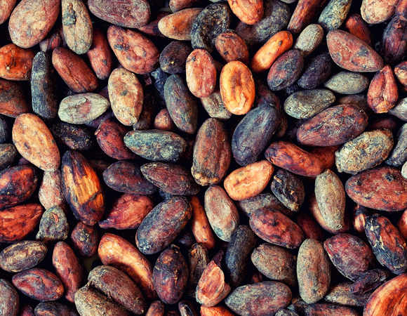 רוב המחקרים שמצאו השפעה חיובית השתמשו בקקאו עצמו, לא בשוקולד. פולי קקאו | צילום: Shutterstock