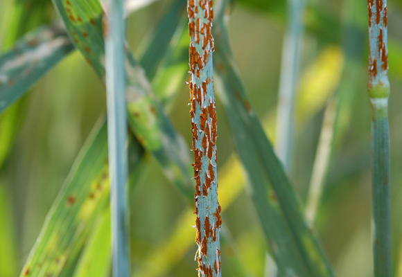 חילדון הקנה על גבעולי חיטה | Wikipedia, Yue Jin