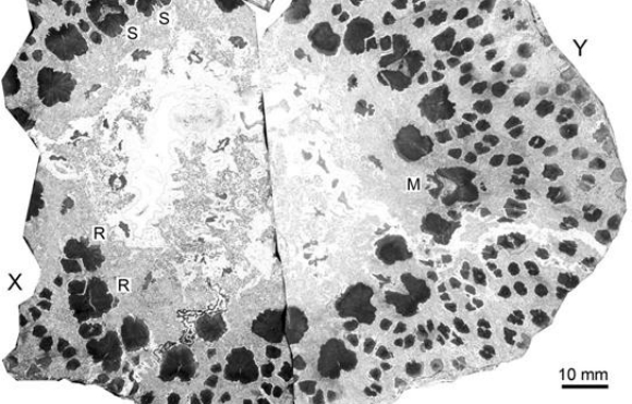 חתך של גזע עץ מאובן. הגושים הכהים הם תאי עצה | צילום מתוך מאמר המחקר, Xu et al