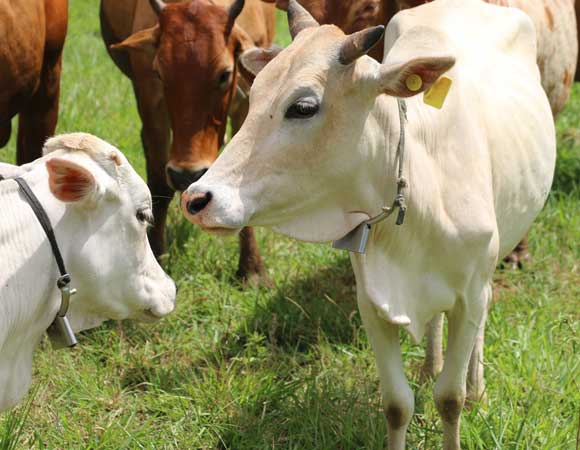באיזה בושם את משתמשת? יש לך ריח של קובוס! פרות בקניה עם התקן הריח על צווארן | צילום: R.K. Saini