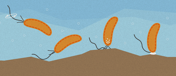 חיידקים במים יכולים לחוש במשטח בעזרת השוטון שלהם | איור: University of Basel, Biozentrum