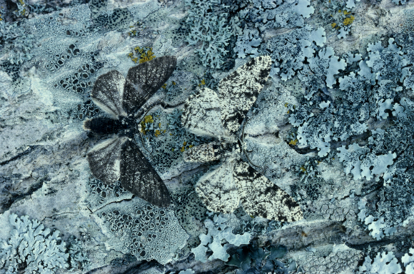 מצא את ההבדלים: פרט לבן ופרט שחור של עש המודד המפולפל על גזע עץ | מקור: Science photo Library