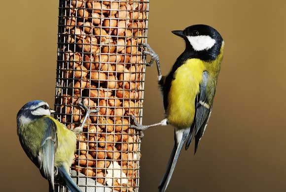 ירגזי אוכל ממתקן להאכלת ציפורים | shutterstock