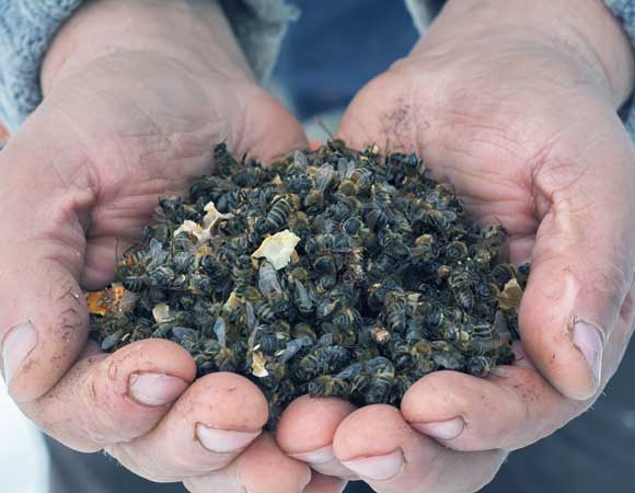 עד 90 אחוז ממשובות הדבורים לא שרדו את החורף בשנים מסוימות בתקופת ה-CCD בארצות הברית. דבוראי מחזיק מלוא חופניים של דבורים מתות | צילום: Shutterstock