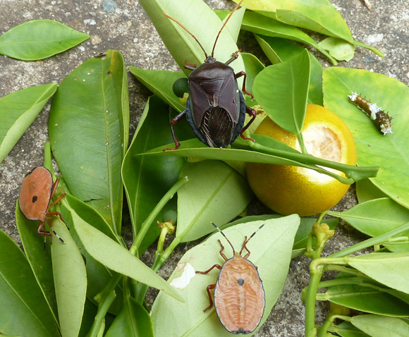 הפשפשים שהתחילו את משחק החקר המדעי