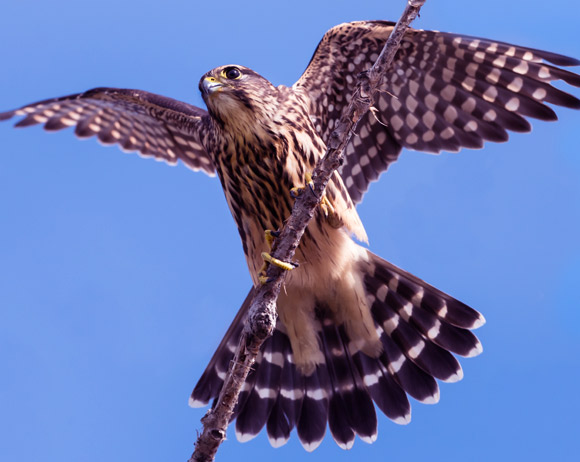 הורג את הטרף בזכות צלילה מהירה לעברו. בז גמדי (Merlin) - אחד העופות המהירים ביותר | צילום: Shutterstock