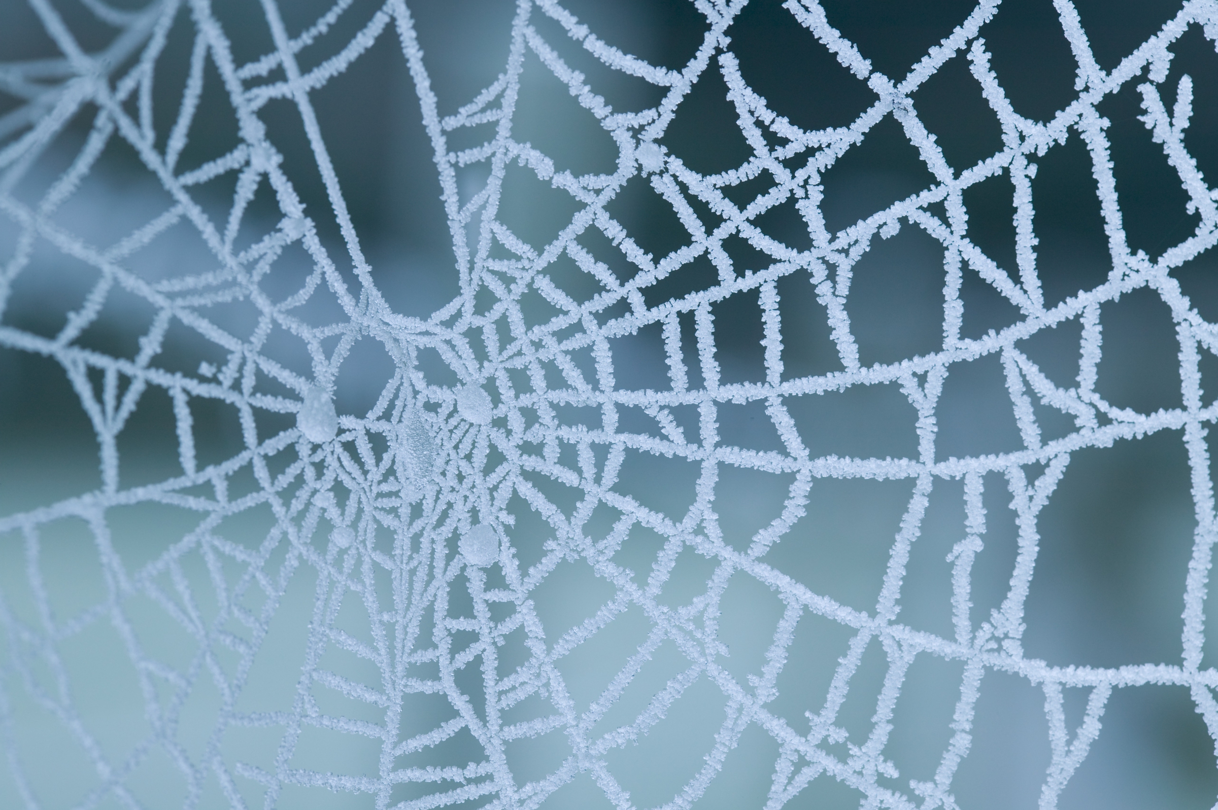 דק פי 10 משערת אדם, אבל חזק יותר מפלדה, קל וגמיש מאוד. קורי עכביש מצופים קרח | צילום: Science Photo Library