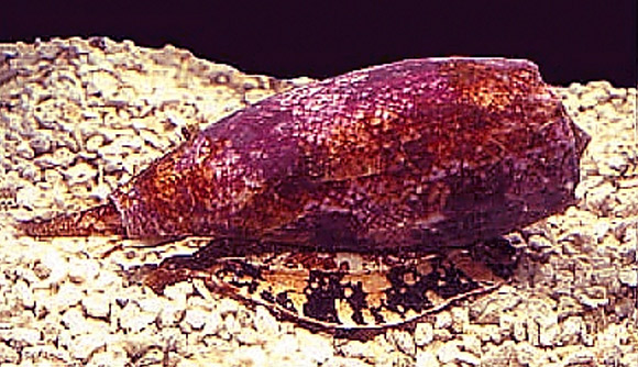 אין טעם אפילו לקרוא לעזרה. החרוט ארסי | מקור: ויקיפדיה, נחלת הכלל