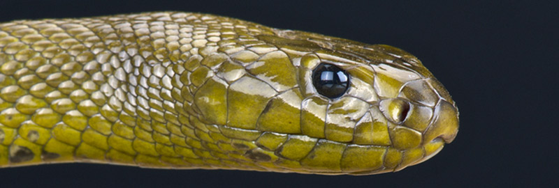 כמות ארס שמספיקה לקטול מאות אלפי עכברים בכל הכשה. נחש הטאיפן הפנים-יבשתי | צילום: Shutterstock