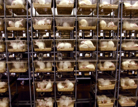 האם יש תחליף לשימוש בהן? כלובי חולדות במעבדה | צילום: Science Photo Library