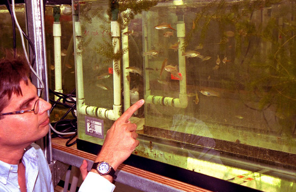 בשנים האחרונות חלה עלייה בשימוש בדגיגים למחקר בסיסי, משום שקל לגדל אותם בכמויות גדולות | צילום: Science Photo Library