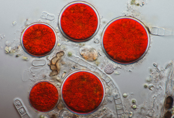 צבע אדום. אצות Haematococcus pluvialis המפרישות אסטקסנתין בשעת הדחק | מקור: ויקיפדיה (פרנק פוקס, mikro-foto.de)