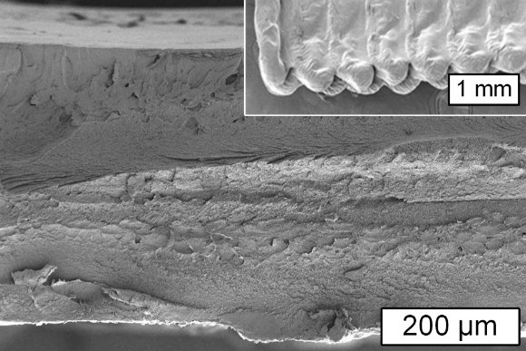 צילום מיקרוסקופי של החומר המודפס בשיטה החדשה. למעלה: צלולוז אצטאט במיקרוסקופ אלקטרונים | צילומים: Shutterstock, MIT