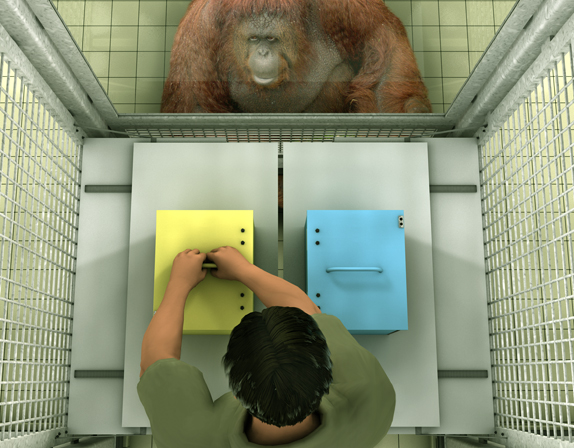 האם הקוף יבין שהנסיין טועה ויבחר בקופסה הנכונה? תרשים של הניסוי | מקור: Buttelmann et al, PLoS One