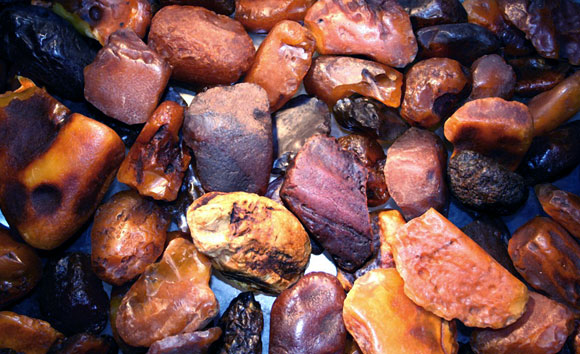 שרף עצים וקיא של לווייתנים. סוגים שונים של אבני ענבר המשמשות להפקת בשמים | מקור: ויקיפדיה