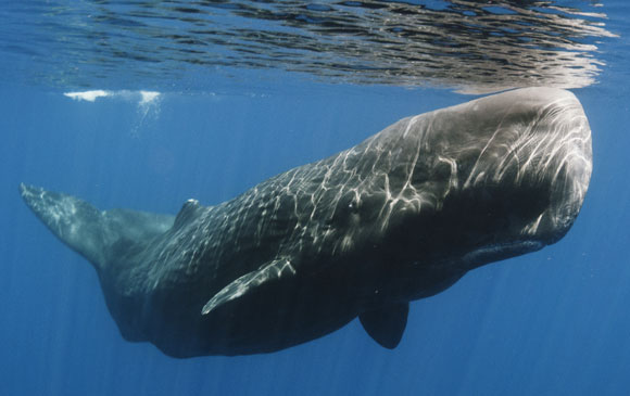 הציד המוגבר של לווייתנים ושל חיות אחרות הביא אותן אל סף הכחדה, והציד שלהן נאסר. לווייתן זרע | צילום: Shutterstock