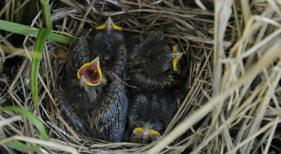 רוב הצאצאים אינם של האב המגדל אותם. קן של גיבתון הסוף. צילומים: Shutterstock