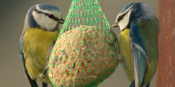 הממזרים שורדים יותר, פשוט מכיוון שבקעו מהביצים מוקדם יותר מאחיהם למחצה. ציפוי ירגזי כחול | מקור: ויקיפדיה