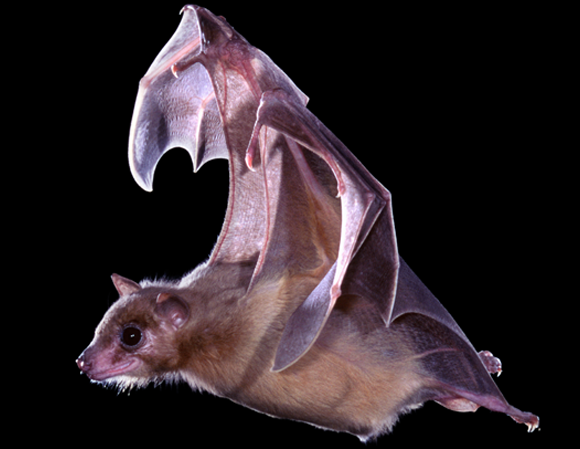 מוצאים את הדרך בעזרת התאים הייעודיים. עטלף פירות מצוי מנווט אל המטרה. צילום: Kim Taylor/Warren Photographic