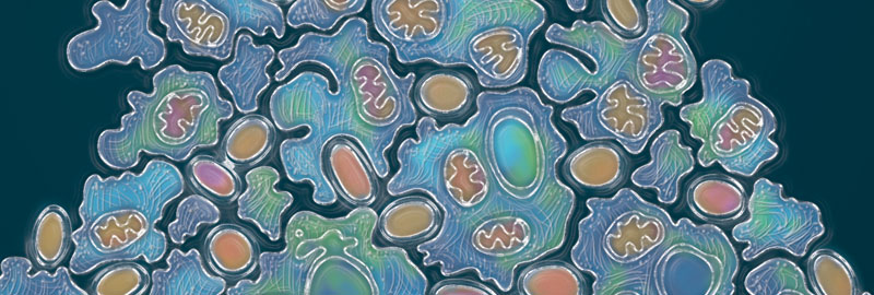 מתאים פשוטים לתאים בעלי גרעין ואברונים. התפתחות החיים המורכבים | איור: Blair Lyons, Stroma Studios