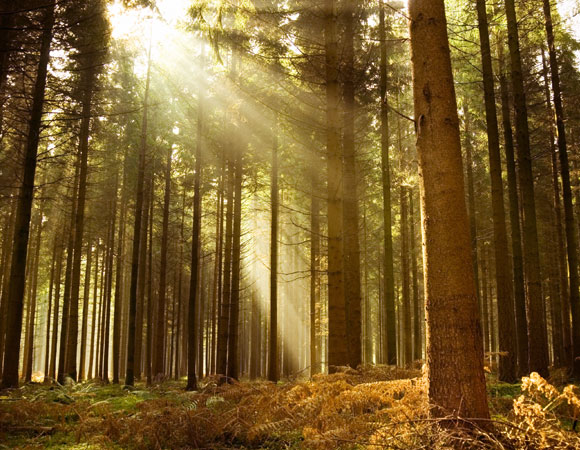 אורניות אפשר למצוא בעיקר ביערות אורנים צעירים, באזורים לחים ולא מוצלים מדי. יער אורנים | צילום: Shutterstock